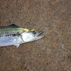 ただの!普通の‼巻き　【20251116】